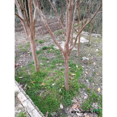 大量出售高干八月金桂