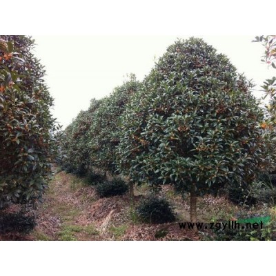 浙江有红花含笑