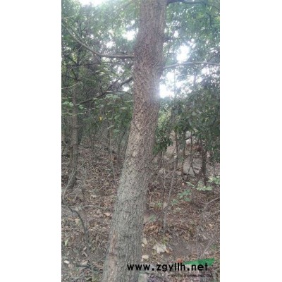 科罗拉多蓝杉，美国蓝杉3年苗 高度20CM