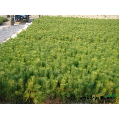 山西省介休市仙台农业合作园区大量出售白蜡树苗。