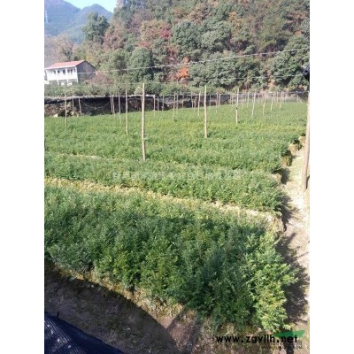 红豆杉小苗开始处理，*低价处理啦