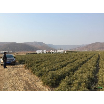 辽宁丹东市园林绿化红松苗木