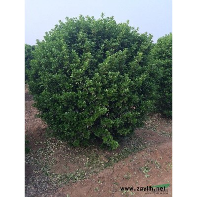 洛阳地区供应黄杨球