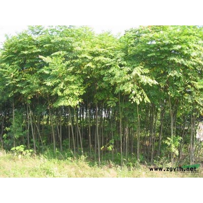 大规格杜鹃，映山红