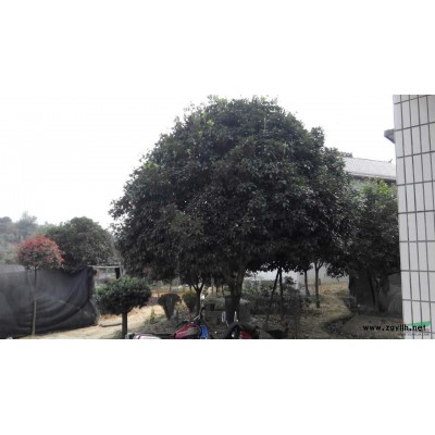 春杜鹃 下杜鹃工程苗 湖南杜鹃价格