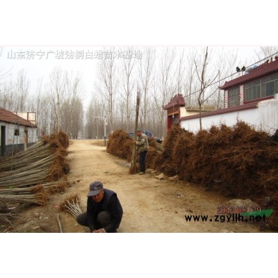 济宁法桐|法桐价格为何比往年低