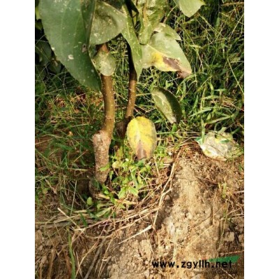 山东德州地区供应秋霜梨树苗