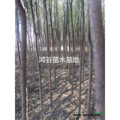 供应柳树苗 辽宁柳树苗 柳树苗基地