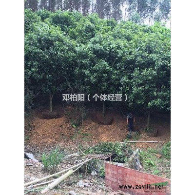 长期供应各种规格桂花树
