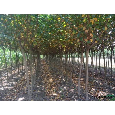 1米--5米高度法国冬青