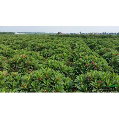 大量供应7-8公分红花鸡蛋花地苗，湛江苗场