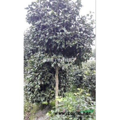 茶花低价销售50cm-250cm茶花笼子和杆子2000颗