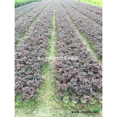 红花继木大杯H40特价处理