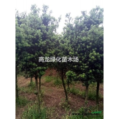 罗汉松白银月桂香樟秋枫供应