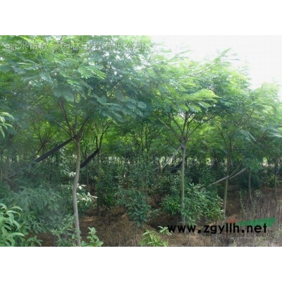 紫薇 1公分2公分 3公分 4公分 5公分