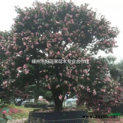 造型原生羽毛枫  造型羽毛枫  精品羽毛枫  羽毛枫