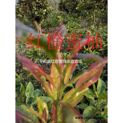 福建大量供应优质红橙蜜柚树苗和果实