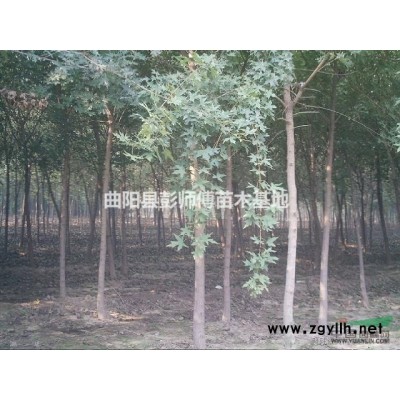 五角枫 元宝枫 河北保定 米径 5公分6公分