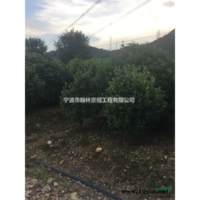 红叶李、香樟、重阳木、榉树等