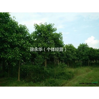 供应高山榕、本地木棉、鸡蛋花、菩提榕、水葡萄等，有意请电联。