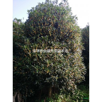 福建低价供应报茎茶花，四季杜鹃茶