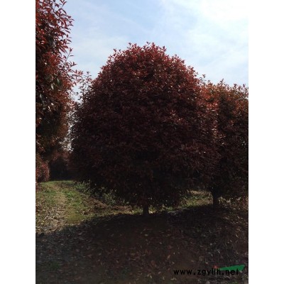 江苏地区供应雪松1一10米，红叶石楠等