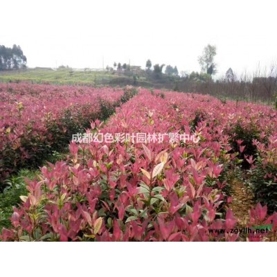 美国红枫（十月光辉）