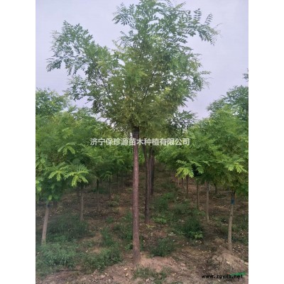 济宁保珍源苗木种植有限公司供应合欢、金叶榆、金枝槐、国槐