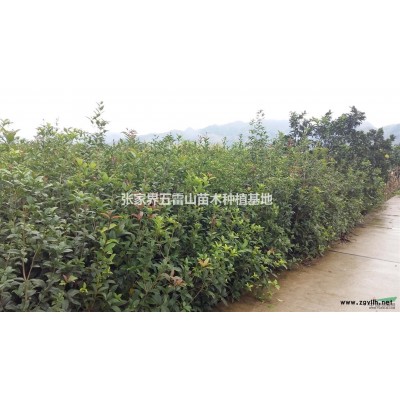 湖南急售四季桂