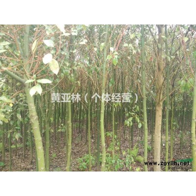 湖南郴州供应0.7的香樟