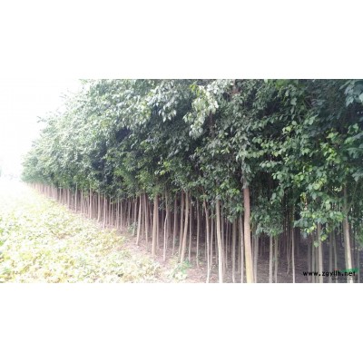 3-10公分的丝棉木，近2万棵，自已家种的，欲出售