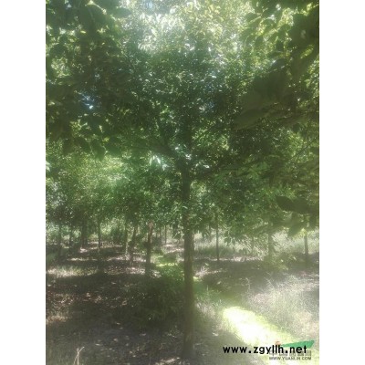 供应香樟、榉树、樱花、朴树、鸡爪槭、栾树和各种工程苗草坪等