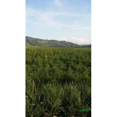 青海地区供应大量80—160优质云杉，价格实惠