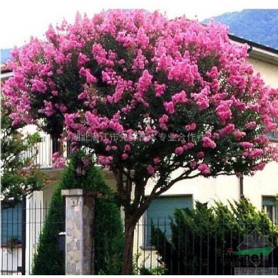 大叶女贞苗圃，便宜大叶女贞，优惠大叶女贞