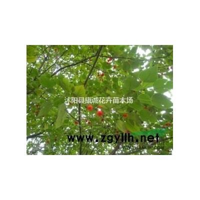 *竹子竹苗价格哪里*低