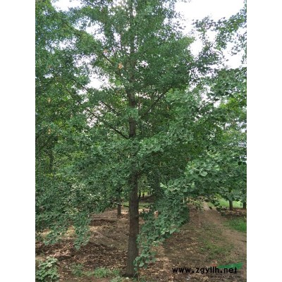 江苏邳州供应18公分银杏树