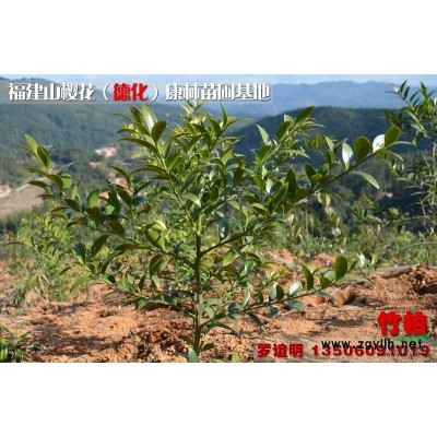 福建泉州供应福建山樱花5至7公分