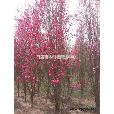 成都地区供应丹桂5到8公分大量