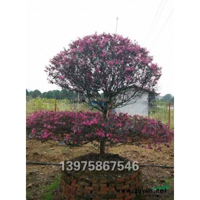 茶花，茶梅，黄金枫图2
