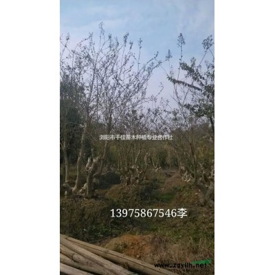 茶花，茶梅，黄金枫图1