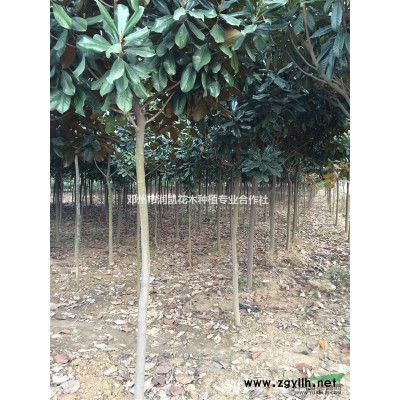 河南邓州市大量供应1-1.5公分桂花