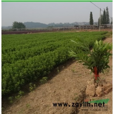 江西茶梅 南昌茶梅 茶梅价格