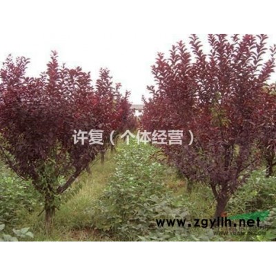 合肥地区供应5--10公分红叶李