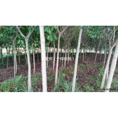 出售大量黄角树