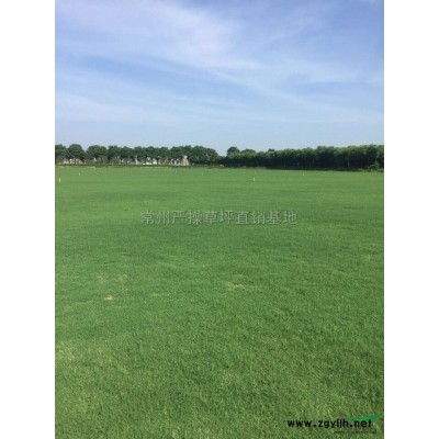 江苏中华结缕草兰引三号信息