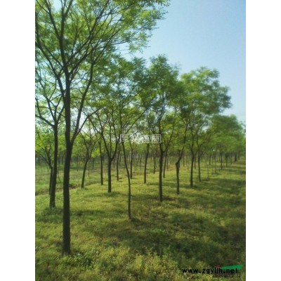 安徽小蜀桧介绍