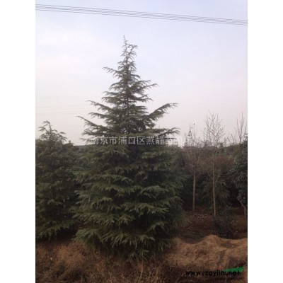 2017年春季苗木新价格，燕静苗圃大量销售雪松