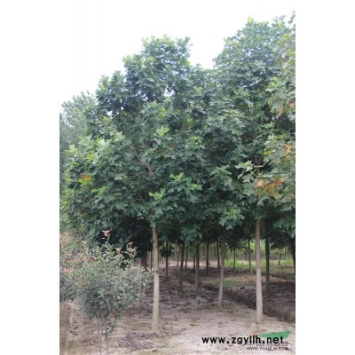 红花紫薇出售--数量多