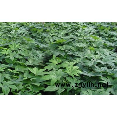 大叶桅子花、小叶桅子花、洒金柏