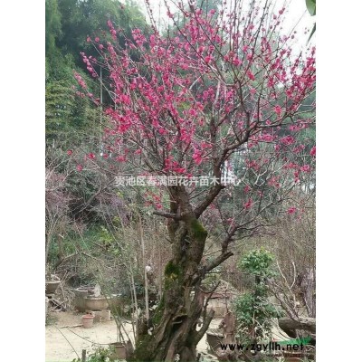 贵池三角枫盆景树桩枫树三角槭